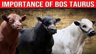 ⭕ BOS TAURUS BULLS And Their Importance In Cattle Breeding  Biggest Bulls And Cow