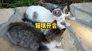 极速科普，猫咪为什么爱扎堆？天才是什么样的？~搞笑又不乏真实的带你看世界