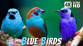 Most Beautiful Blue Birds | Stunning Nature | Relaxing Birds Sound | Symphony of Serenity - No Music