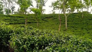 Srimongal tea garden, Moulvibazar, 