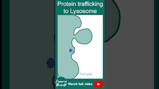 Protein trafficking in the lysosome | Vesicular trafficking | cell bio in 1 minute