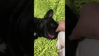 The funniest pet video of the year！#cat #dog #pets #funny #ViralMusic #trending
