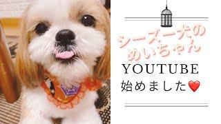 〈シーズー〉世界一愛くるしい犬種　めいちゃん紹介していくよ