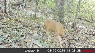 Summer Trail Camera Strategies for Public Land Bucks