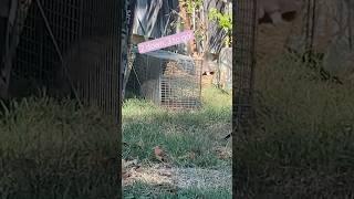 The catch! 2 kittens in one trap! #kitten #rescuecats #cat