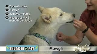 Pet of the Week: Mowgli