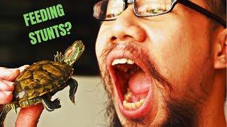 FEEDING my red eared slider TURTLE (Tom)