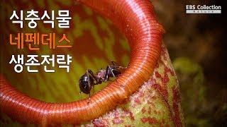 달콤함으로 유혹하는 네펜데스 (Nepenthes)