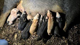 Pig Giving Birth!