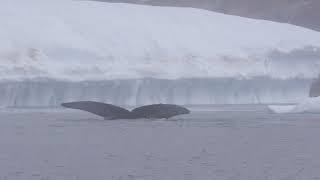 MiniCat 520 Explorer with whales in Greenland