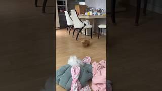 알콩이의 하루 루틴: 식탁 라운딩 #강아지브이로그 #강아지유튜브 #강아지일상 #타이니푸들 #말티즈