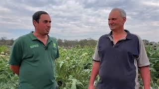 Flood impacts on vegetable growers are indirect too in Freeman’s Reach