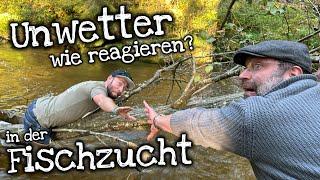 Hochwasser und Starkregen. Was ist zu beachten in der Fischzucht+Äschen von @Salmobox