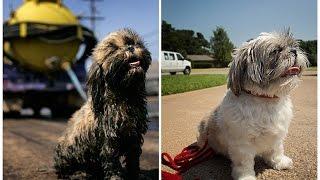 Is Hurricane Katrina's "Oily Dog" now living in Irving?