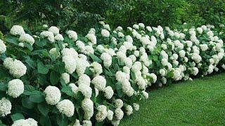 Tips for Creating Your Own Incrediball® Hydrangea Hedge