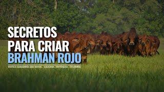 CRIANZA DE GANADO BRAHMAN ROJO EN COLOMBIA