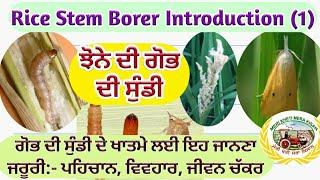 Rice Stem borer Introduction (ਗੋਭ ਦੀ ਸੁੰਡੀ ਬਾਰੇ ਜਾਣਕਾਰੀ) Shergill Markhai