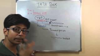 TATA box