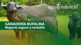 GANADERÍA BUFALINA  | Un animal triple propósito