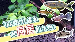 魚總是越養越少嘛？這些壞朋友不要養！Who is at fault in the Fish Tank?