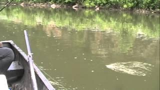 Surprise Catch on the Juniata River