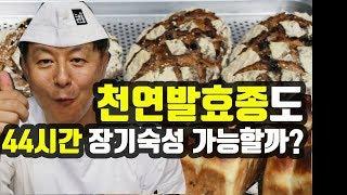 천연발효종 44시간 저온숙성  가능할까