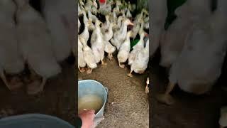 Хотите разориться? Заведите уток! ️