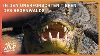 4+ Stunden Regenwald Doku zum Einschlafen | Real Wild Deutschland