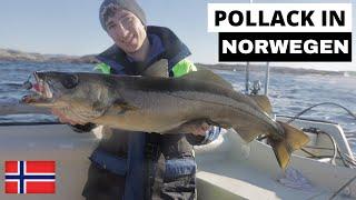 Pollack in Norwegen | Spinnfischen vom Boot | + Heilbutt | So fangt ihr in Norwegen