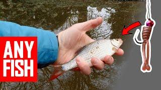 How to catch every canal fish on lures? SUL lure fishing special: Rudd, Roach, Bleak, Bream, Chub