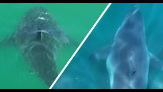 Giant Great White Sharks Appear in Southern California: Plus Fishermen Try to Take Down my Drone