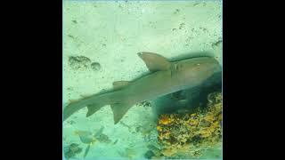 shark SharK #?????? For Sale