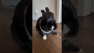 Angry Bunny Throws a Tantrum Over Broken Treat! #rabbit #relatable