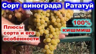 Сорт винограда КМ Рататуй