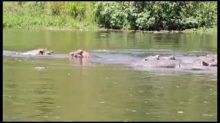 Boat cruise tours in Murchison falls park with Dorokai tours and travels