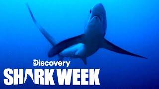 Tagging the Elusive Thresher Shark | Shark Week