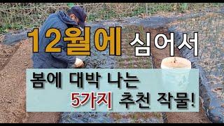 12월에 심어서 봄에 대박 나는 5지 추천 작물! #12월에 심는 작물 #12월 텃밭 가꾸기.