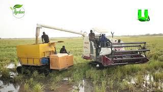 AYEKOO: LARGE-SCALE RICE FARM OF HON. MINTAH AKANDOR, MP FOR JUABOSO