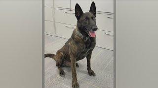 K9 Nemo retiring from Lee County Sheriff's Department