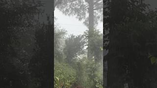 Sound of rain #monsoon #naturesounds #rainyweather # hills #blessed #june2025