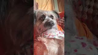 #dog ##puppy #cute #daxandbaileyshow #adogspurpose #therapy #recovery #godisreal #hollerboys