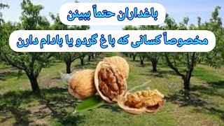 باغداران حتماً این کلیپ ببینن؛مخصوصاً کسانی که باغ گردو یا بادام دارن