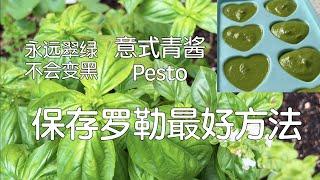 【蔬果存贮Basil】丰收的罗勒做成美味碧绿意式青酱Pesto，这样保存可以吃大半年｜怎样做出不会变黑的完美青酱｜Perfect Pesto Without Turning Black/Brown