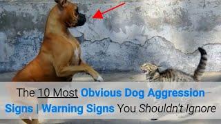 The 10 Most Obvious Dog Aggression Signs | Warning Signs You Shouldn't Ignore