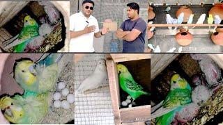 Brand New Birds Breeding Setup of Shahrukh Bhai In His New Bunglow | Helicopter Budgies, Show Budgie