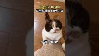 집사가 고양이의 애교에 무관심하게 대한 이유