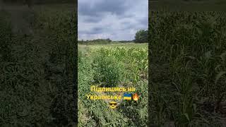 Влетіли на кукурузі по повній програмі