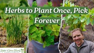 14 Incredible Herbs You Only Plant Once! Plant Once, Pick Forever! Part 2