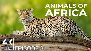 Amazing Wildlife Photography - Wallpapers Slideshow in 4K UHD - Animals of Africa - Ep. 3