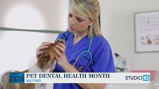 Pet Dental Health Month with Daily Paws